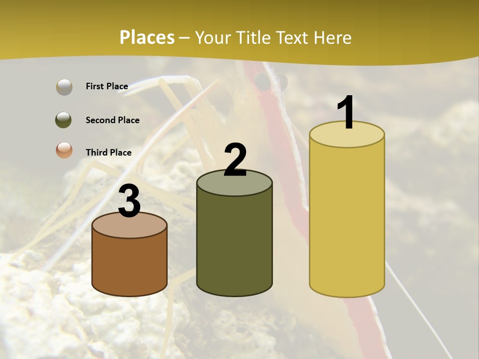 Shrimp Saltwater Feeler PowerPoint Template