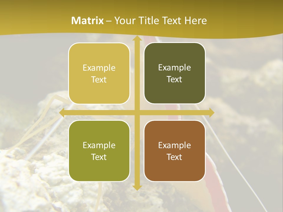 Shrimp Saltwater Feeler PowerPoint Template