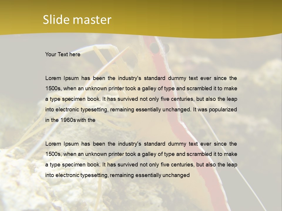 Shrimp Saltwater Feeler PowerPoint Template