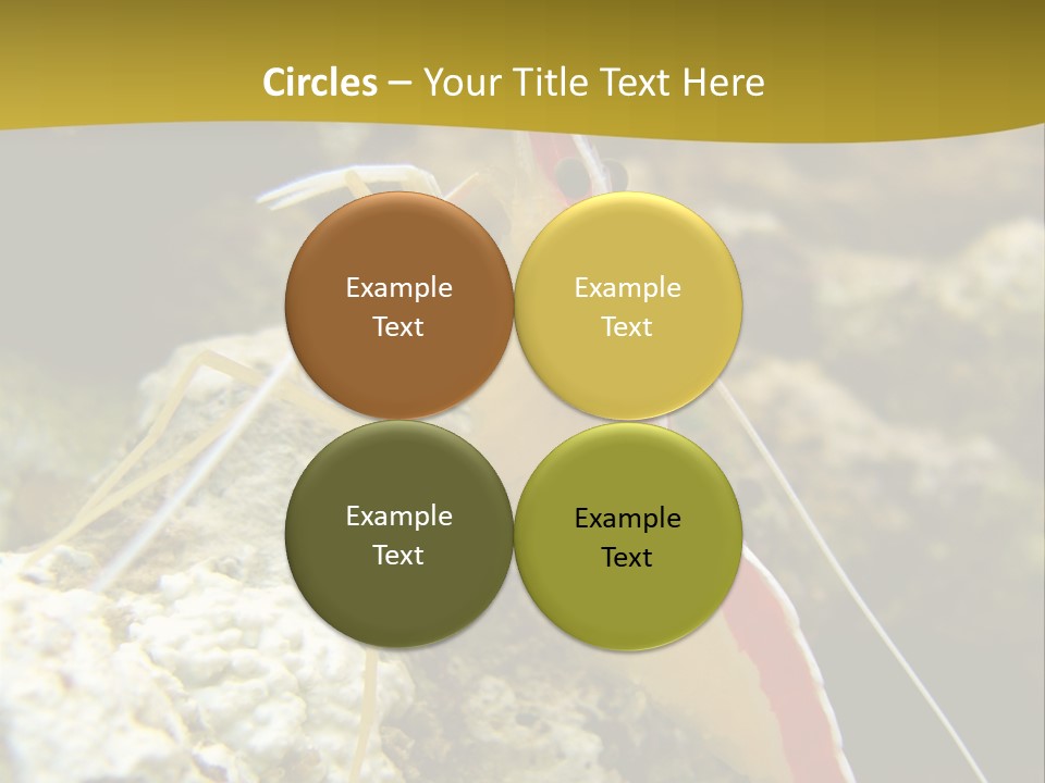 Shrimp Saltwater Feeler PowerPoint Template