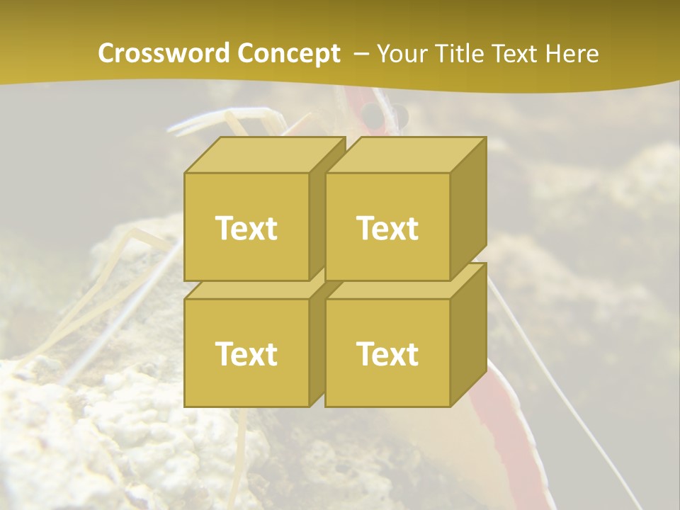 Shrimp Saltwater Feeler PowerPoint Template