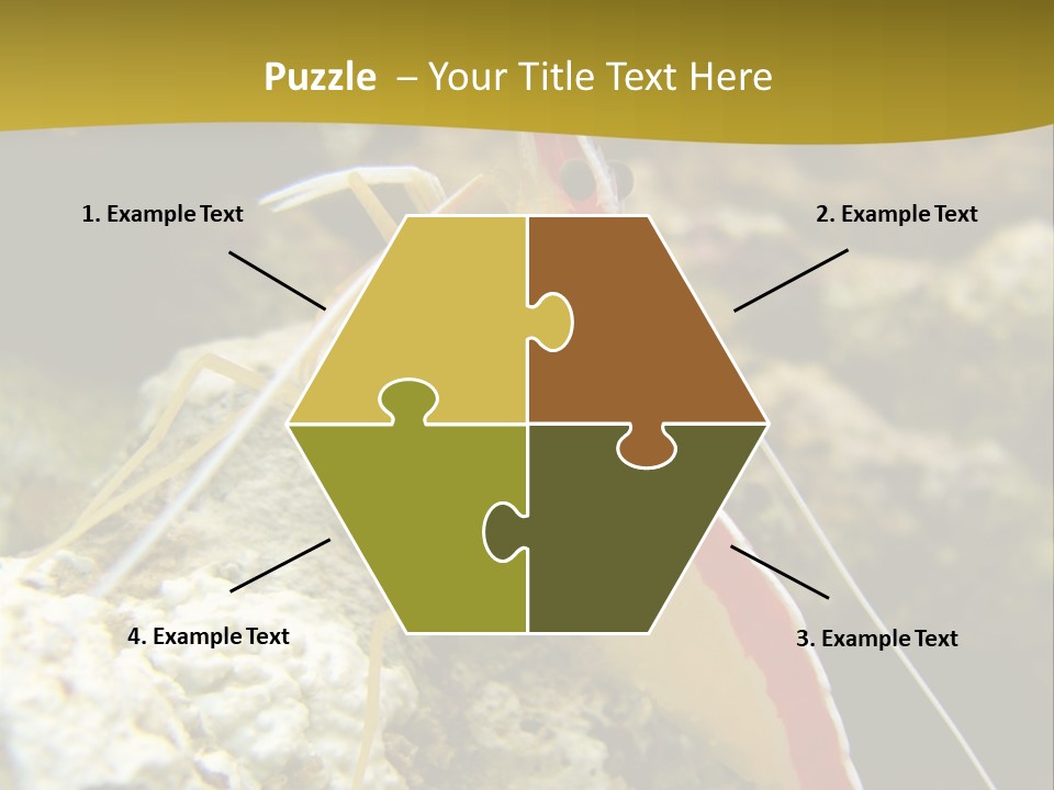 Shrimp Saltwater Feeler PowerPoint Template