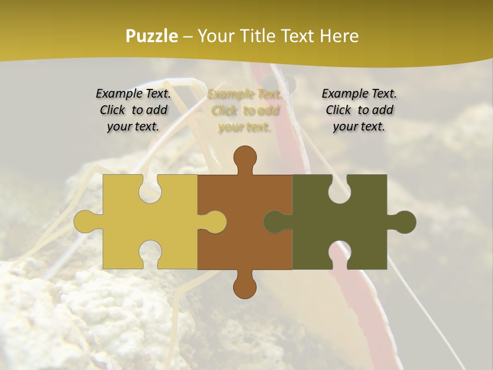 Shrimp Saltwater Feeler PowerPoint Template