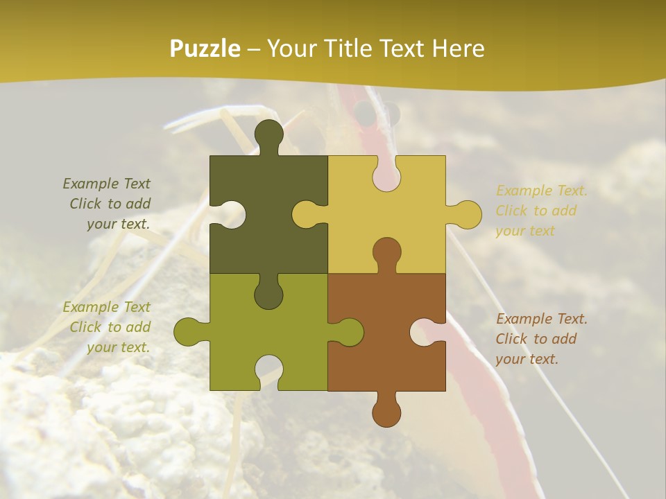 Shrimp Saltwater Feeler PowerPoint Template