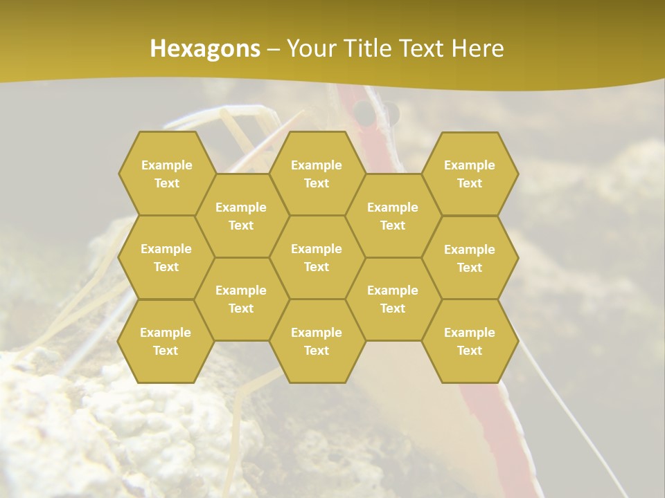 Shrimp Saltwater Feeler PowerPoint Template