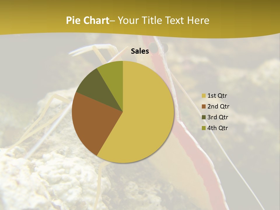 Shrimp Saltwater Feeler PowerPoint Template