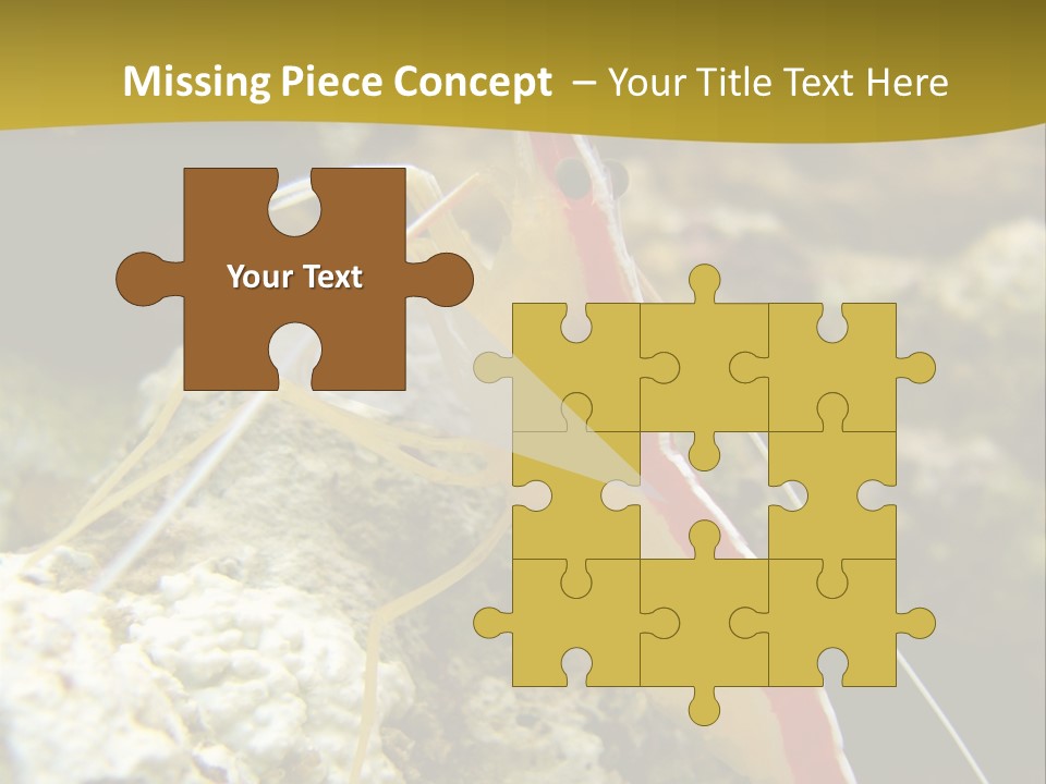 Shrimp Saltwater Feeler PowerPoint Template