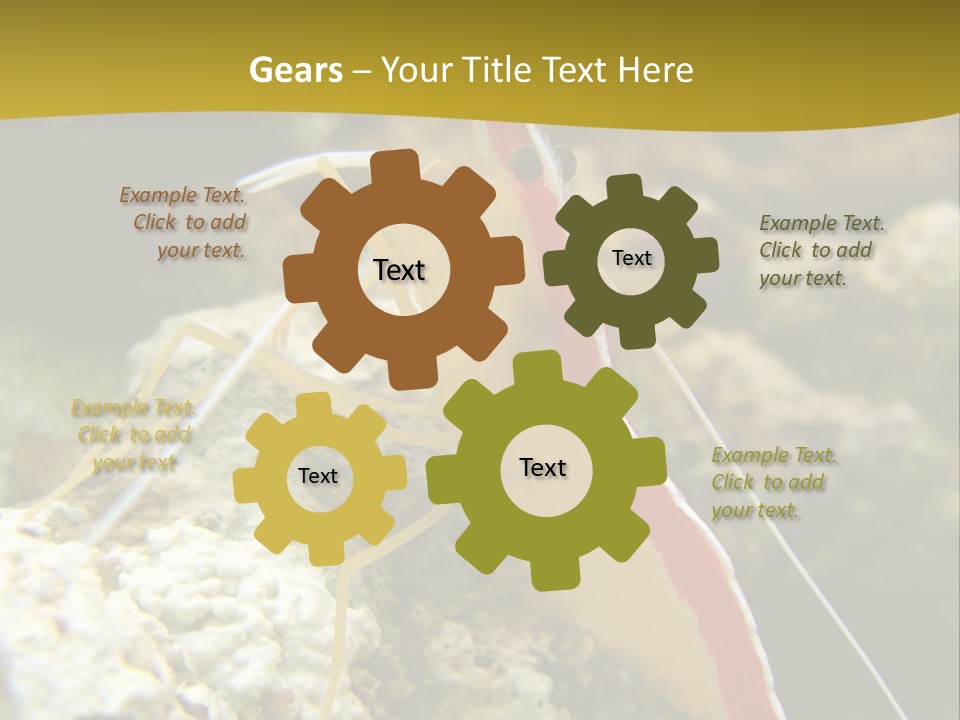 Shrimp Saltwater Feeler PowerPoint Template