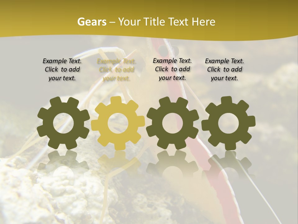 Shrimp Saltwater Feeler PowerPoint Template