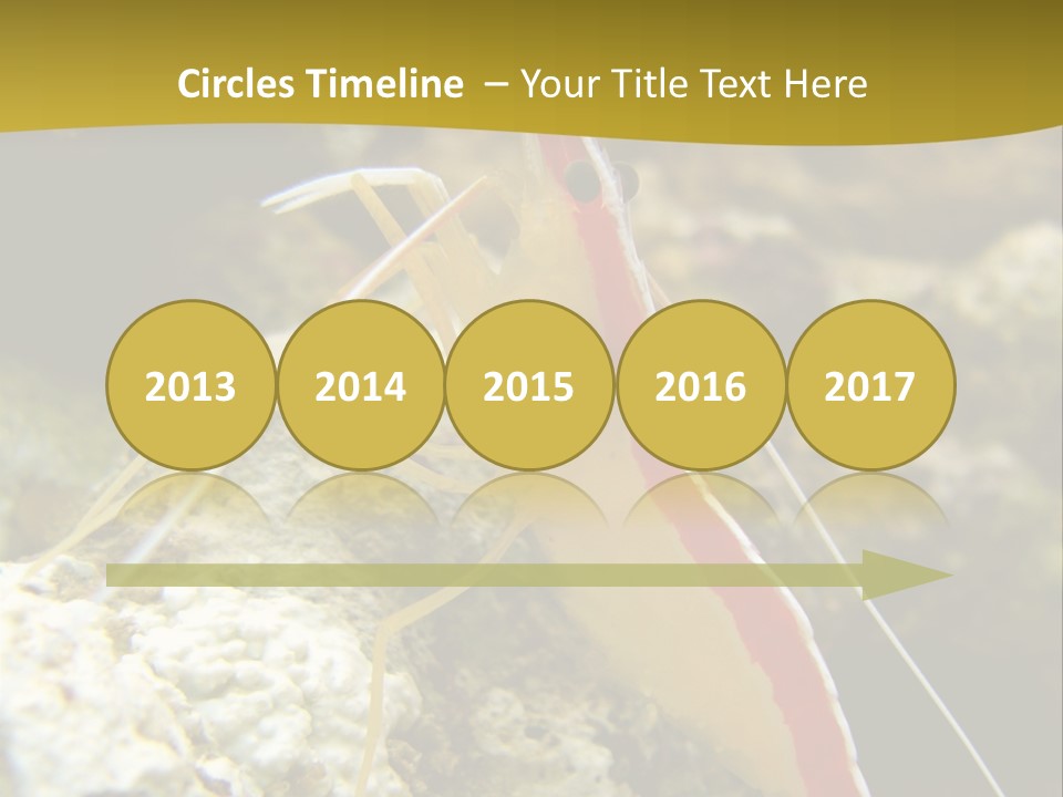 Shrimp Saltwater Feeler PowerPoint Template