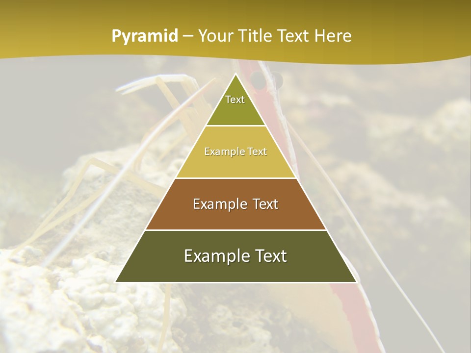 Shrimp Saltwater Feeler PowerPoint Template