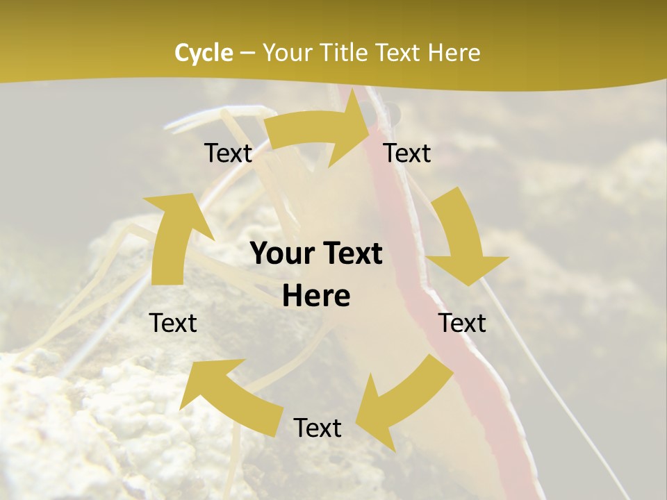 Shrimp Saltwater Feeler PowerPoint Template