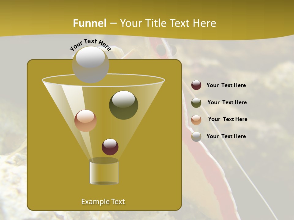 Shrimp Saltwater Feeler PowerPoint Template