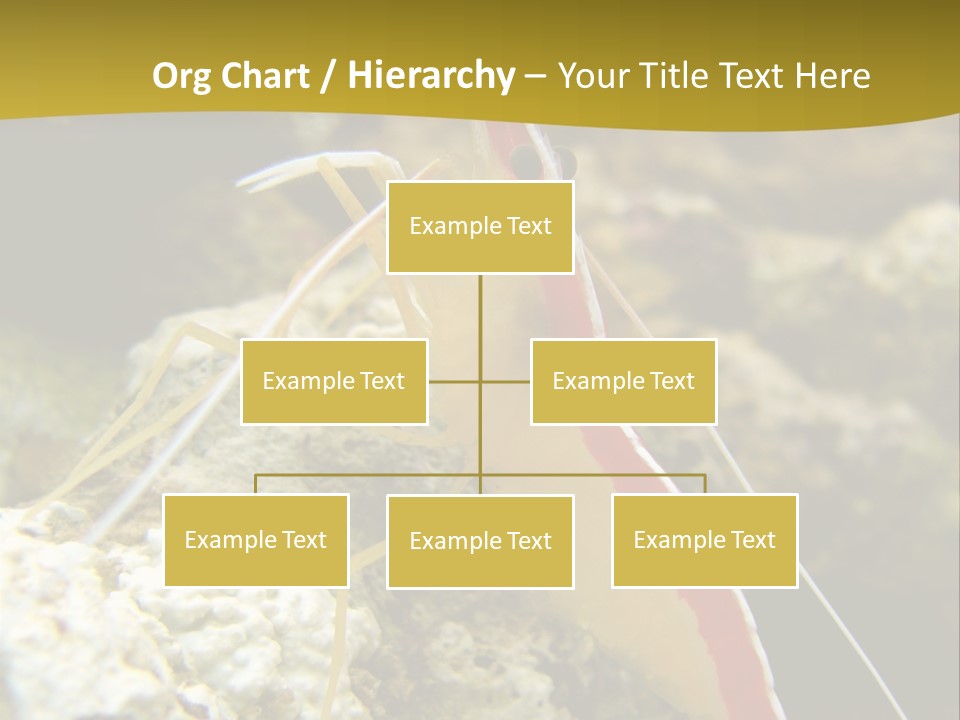 Shrimp Saltwater Feeler PowerPoint Template