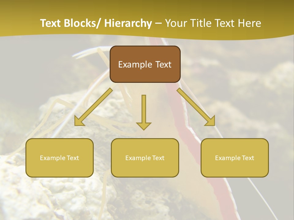 Shrimp Saltwater Feeler PowerPoint Template