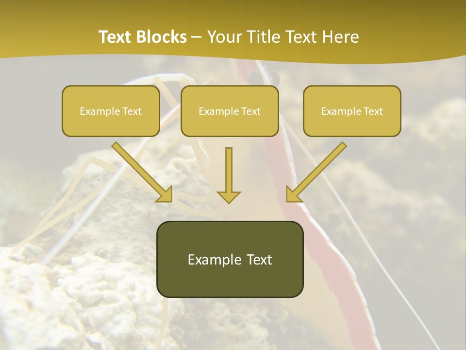 Shrimp Saltwater Feeler PowerPoint Template