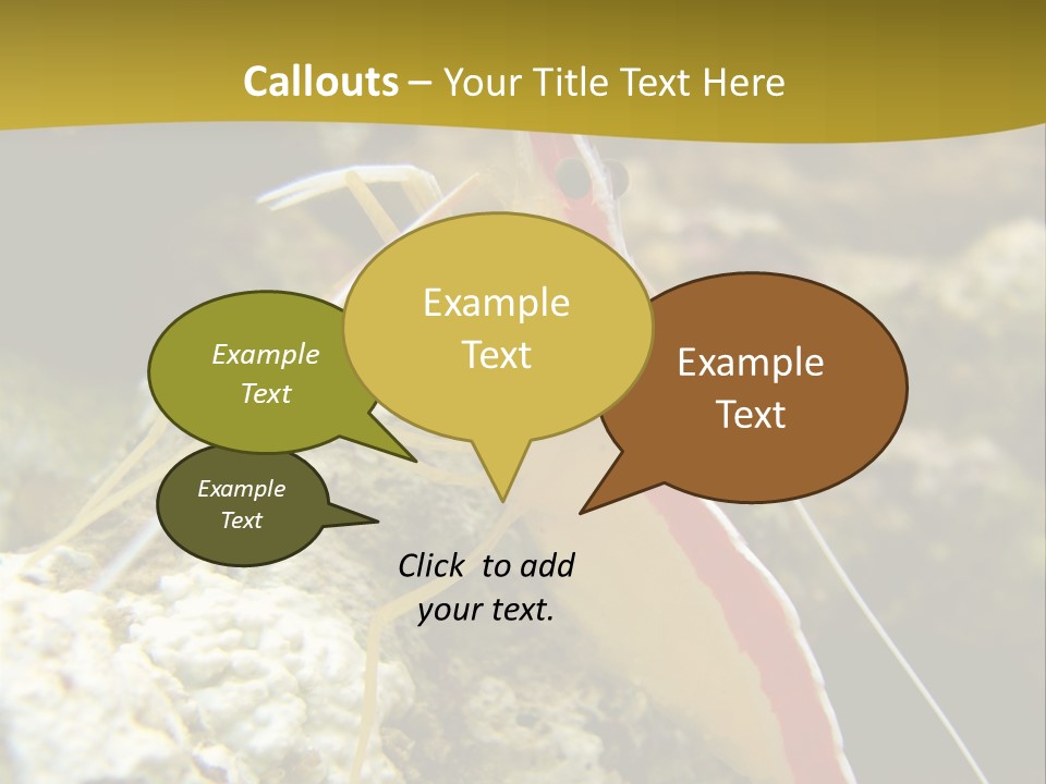 Shrimp Saltwater Feeler PowerPoint Template