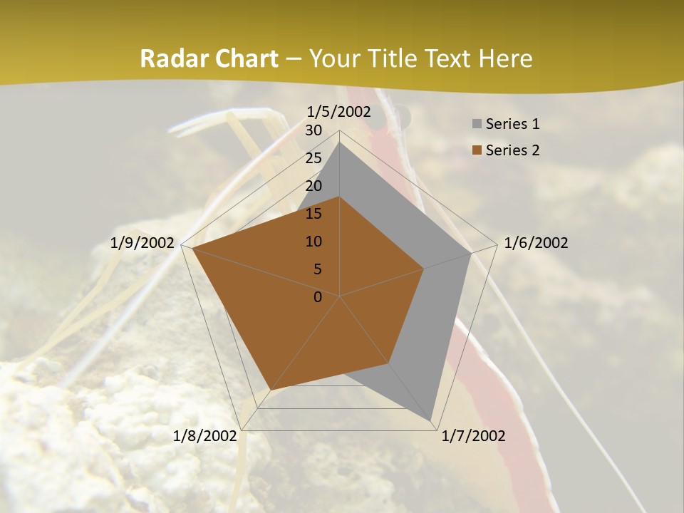 Shrimp Saltwater Feeler PowerPoint Template