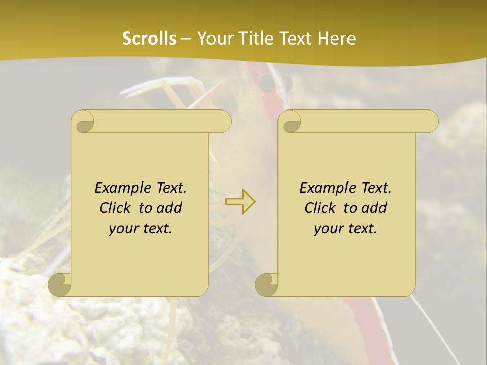 Shrimp Saltwater Feeler PowerPoint Template