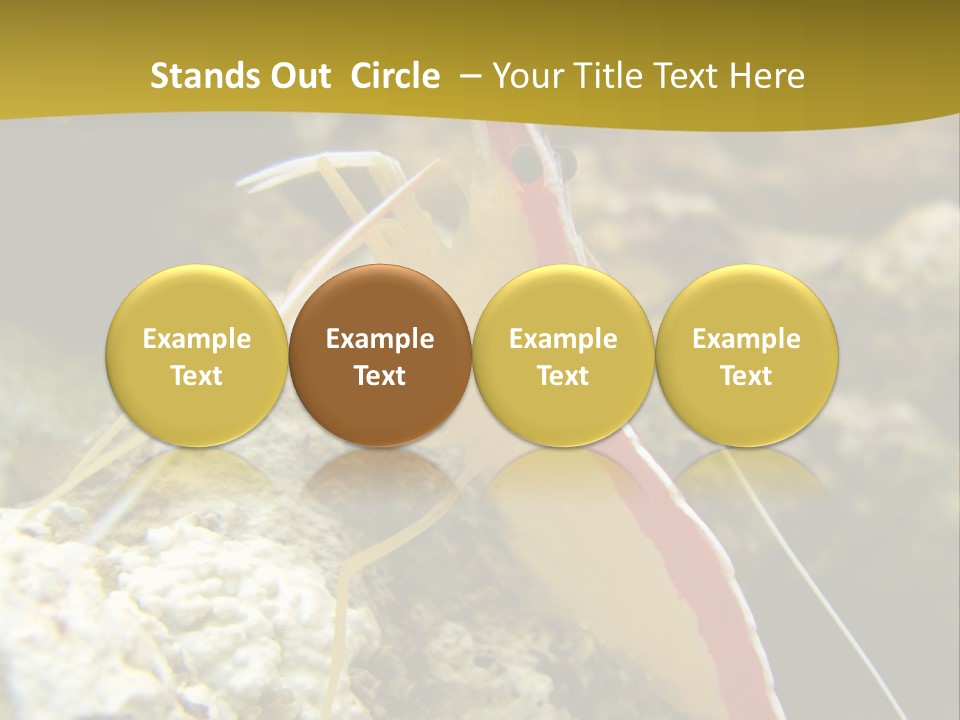 Shrimp Saltwater Feeler PowerPoint Template