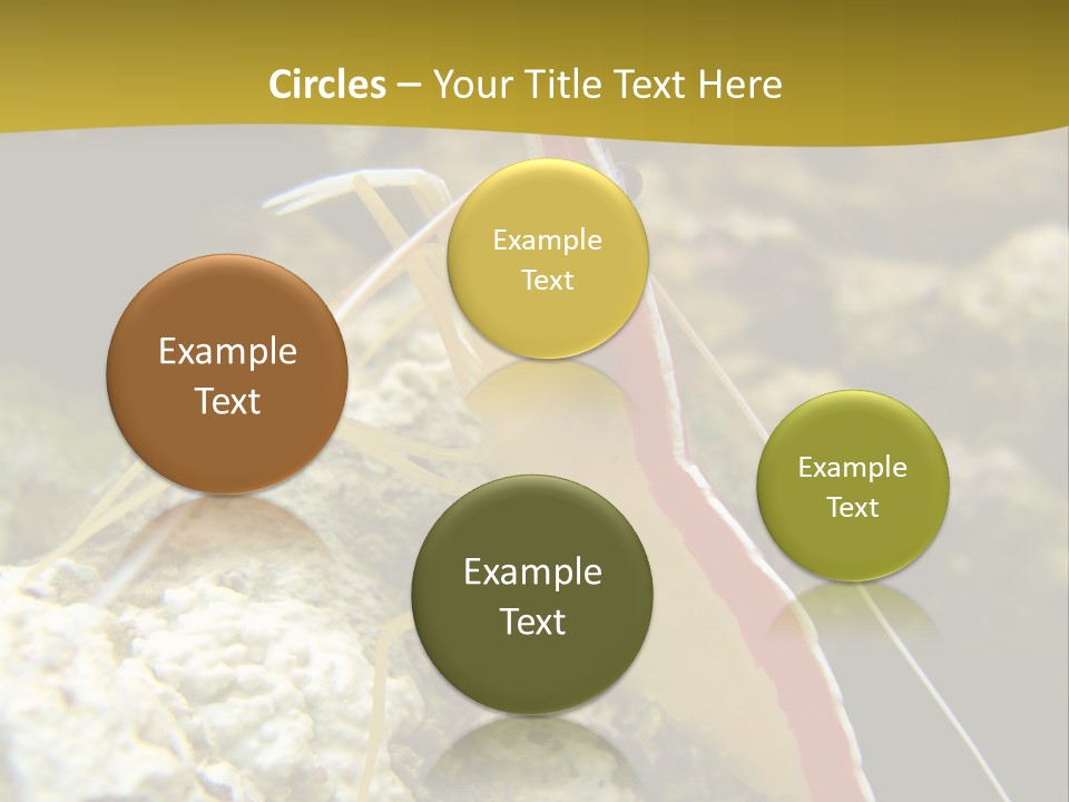 Shrimp Saltwater Feeler PowerPoint Template