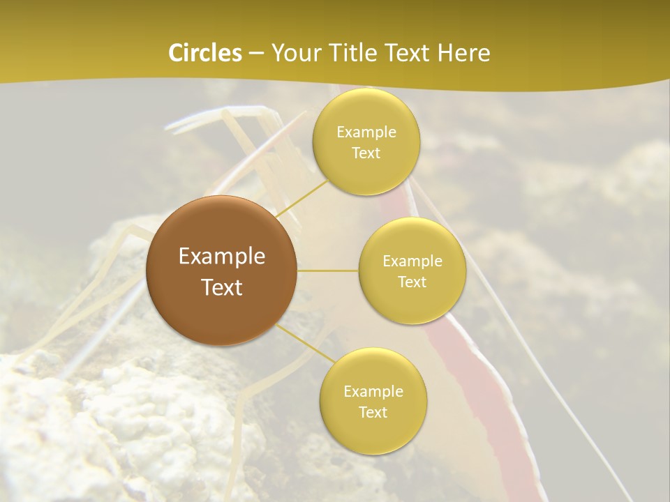 Shrimp Saltwater Feeler PowerPoint Template