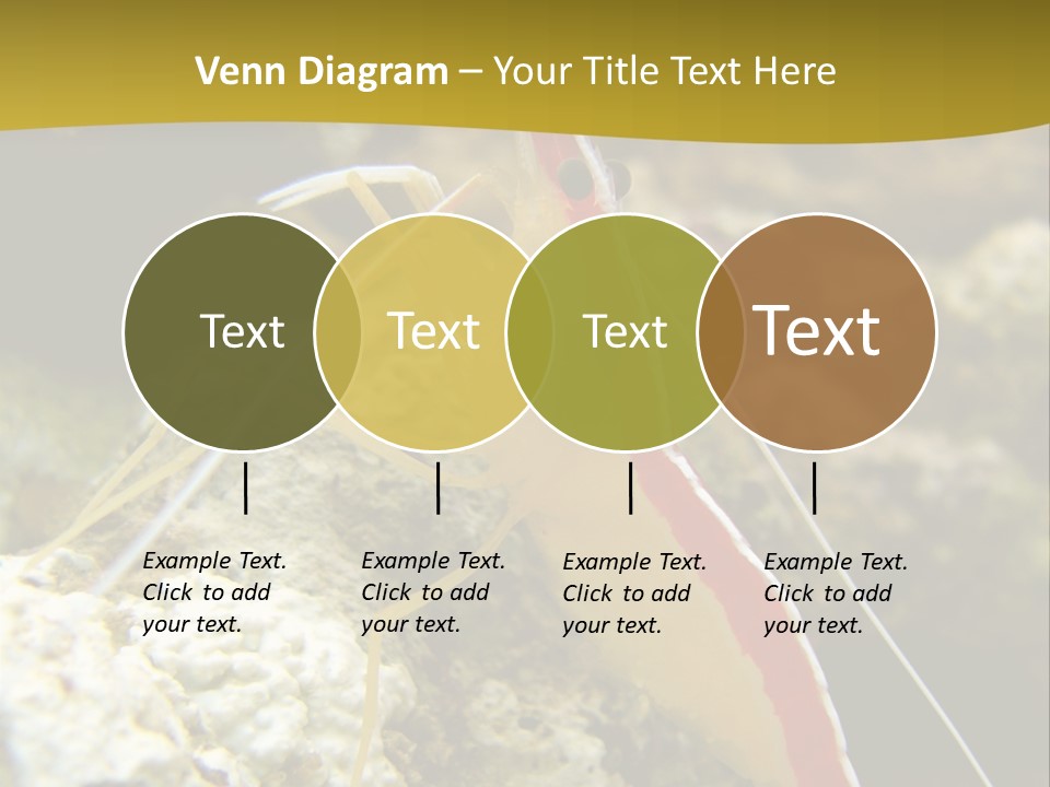 Shrimp Saltwater Feeler PowerPoint Template