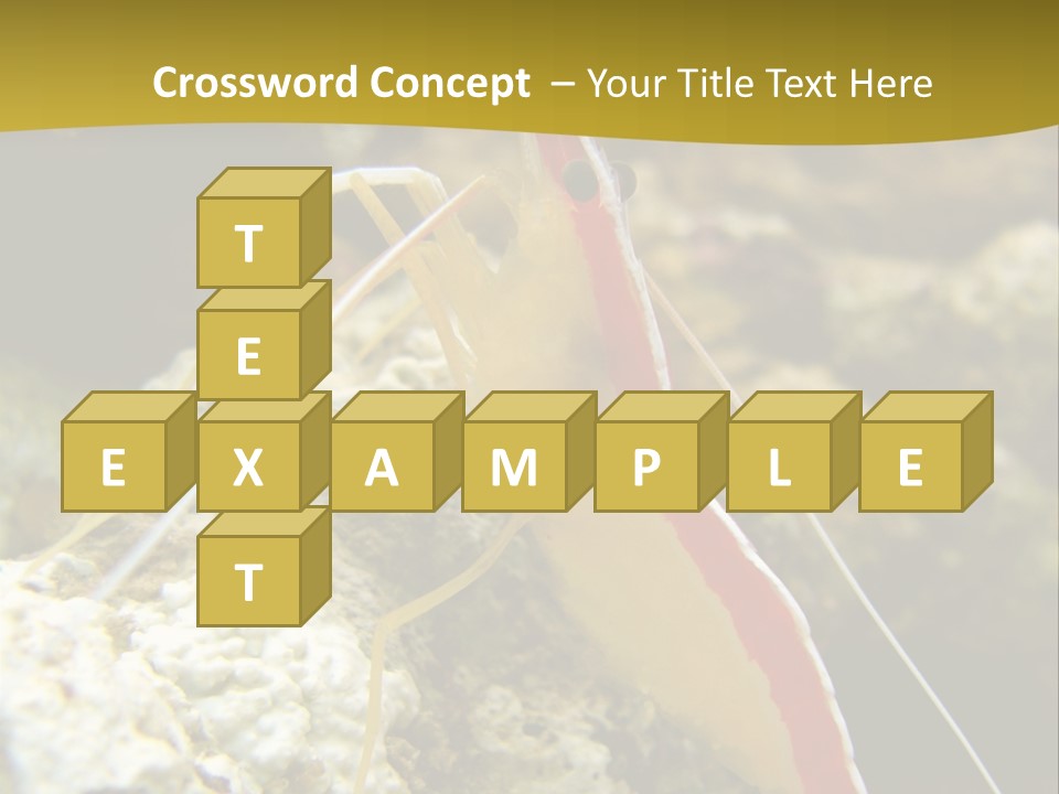 Shrimp Saltwater Feeler PowerPoint Template