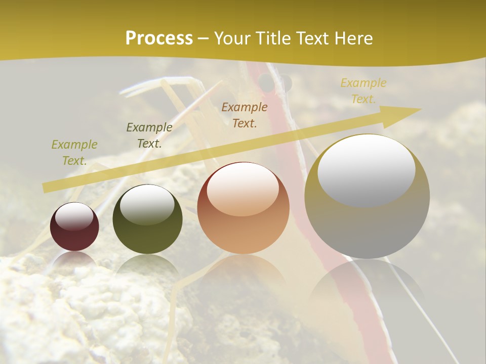 Shrimp Saltwater Feeler PowerPoint Template