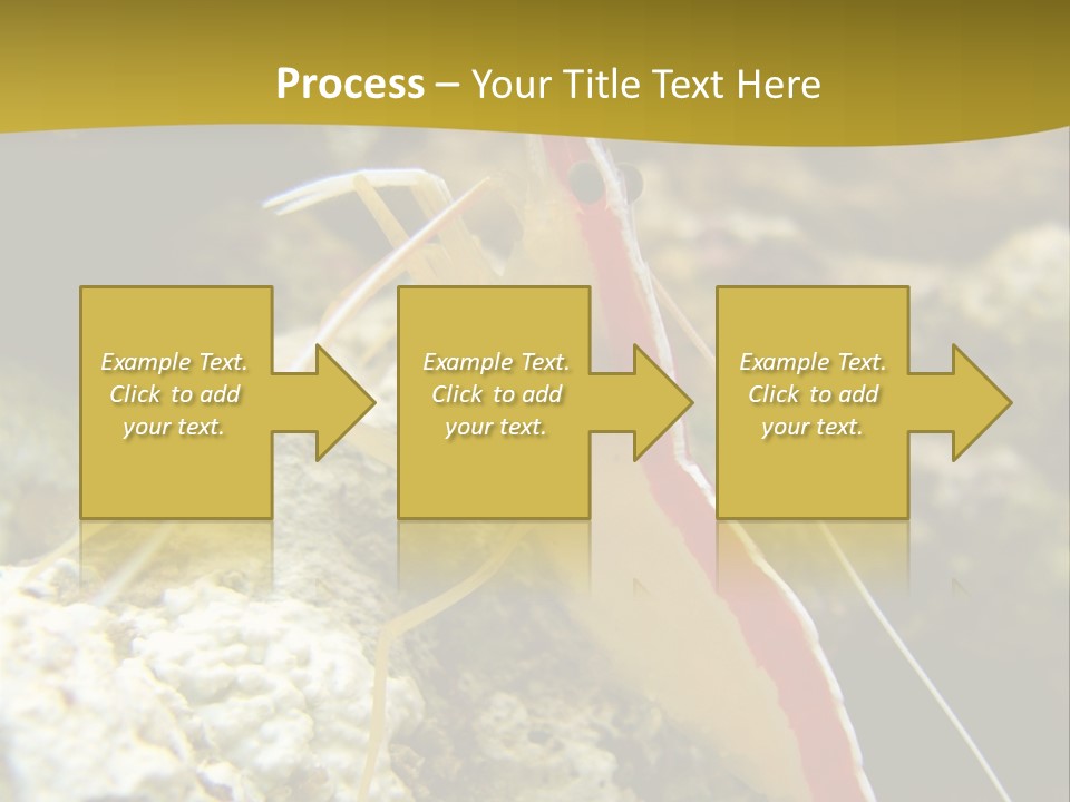 Shrimp Saltwater Feeler PowerPoint Template