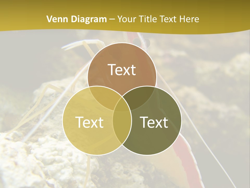 Shrimp Saltwater Feeler PowerPoint Template