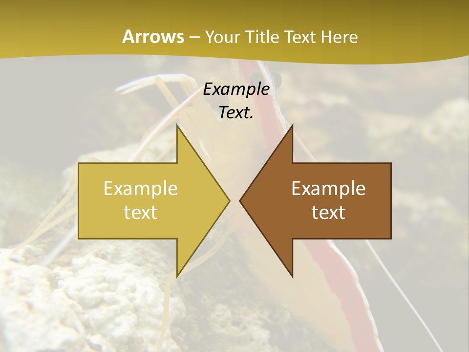 Shrimp Saltwater Feeler PowerPoint Template