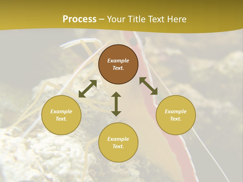Shrimp Saltwater Feeler PowerPoint Template