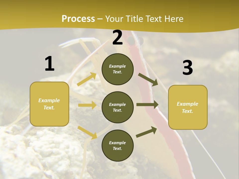 Shrimp Saltwater Feeler PowerPoint Template