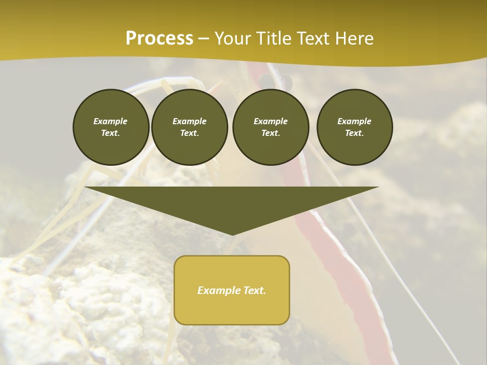 Shrimp Saltwater Feeler PowerPoint Template