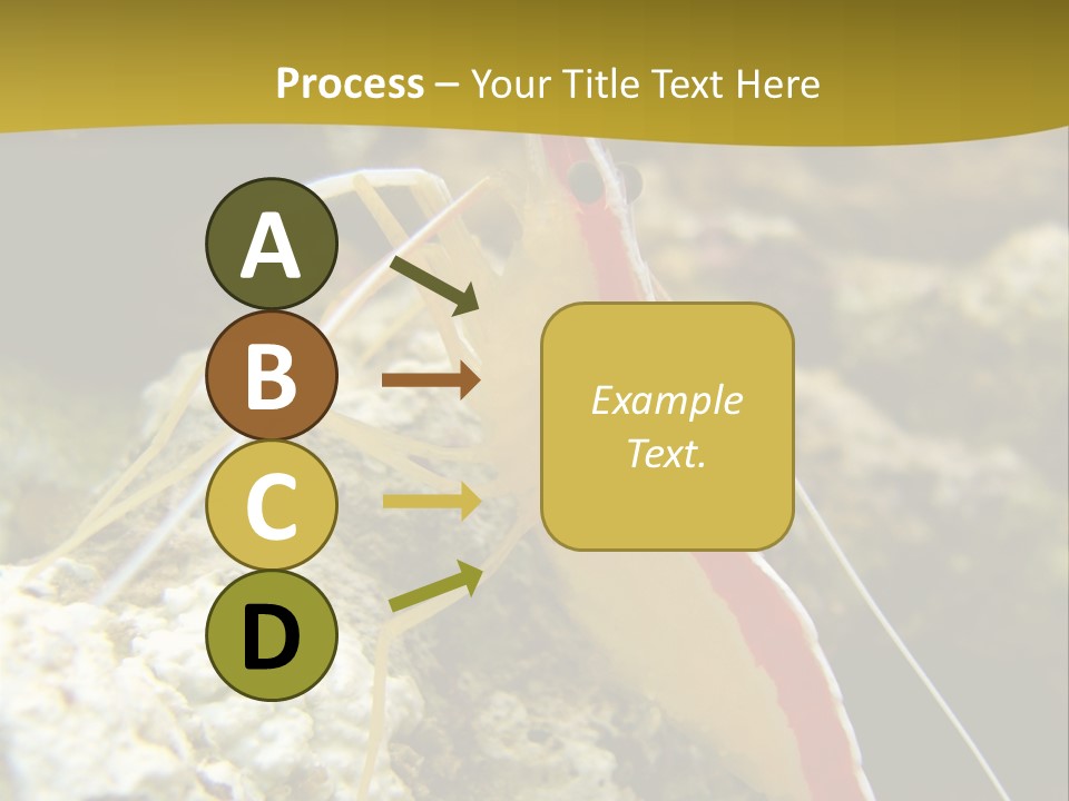 Shrimp Saltwater Feeler PowerPoint Template