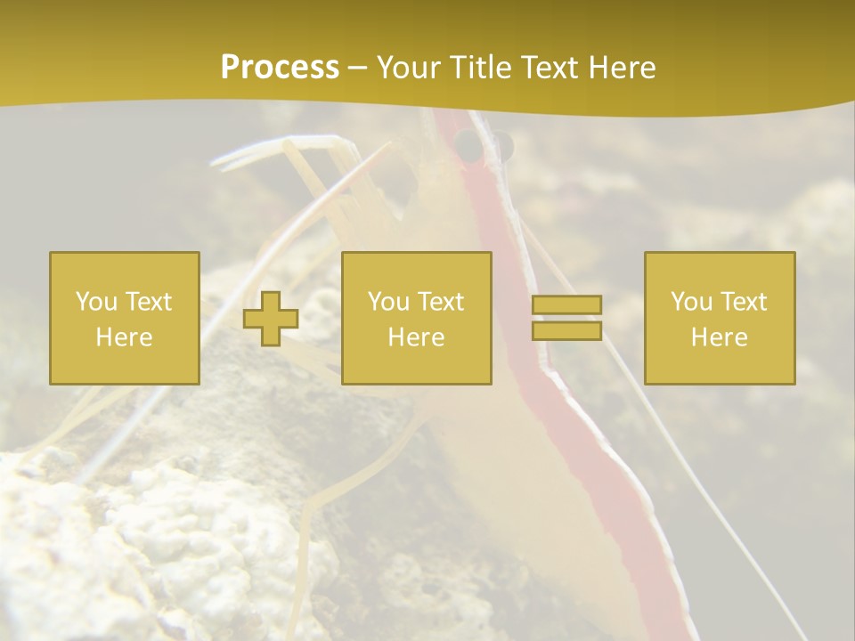 Shrimp Saltwater Feeler PowerPoint Template