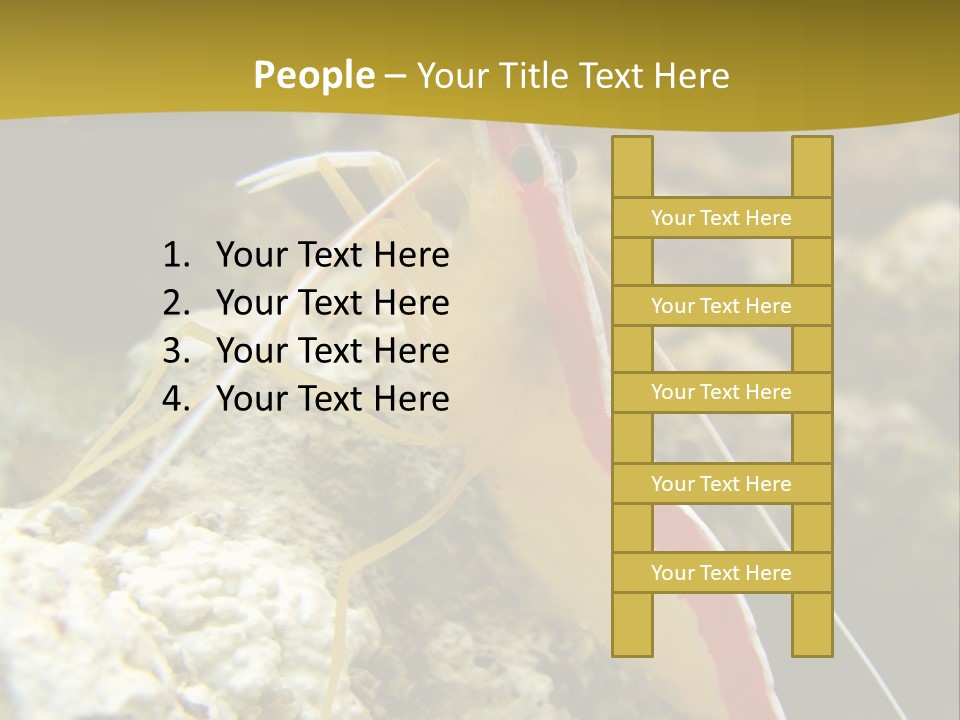 Shrimp Saltwater Feeler PowerPoint Template