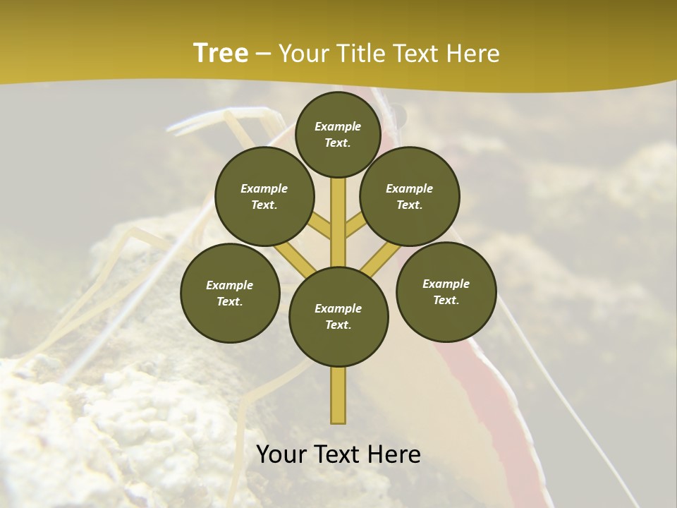 Shrimp Saltwater Feeler PowerPoint Template