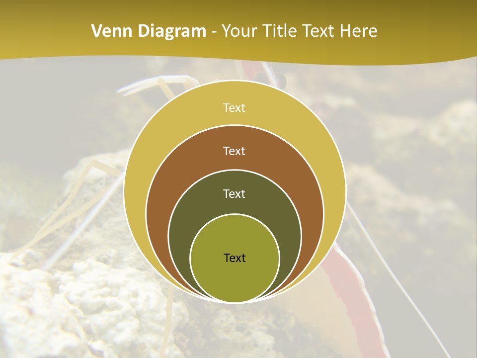 Shrimp Saltwater Feeler PowerPoint Template