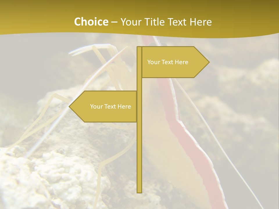 Shrimp Saltwater Feeler PowerPoint Template