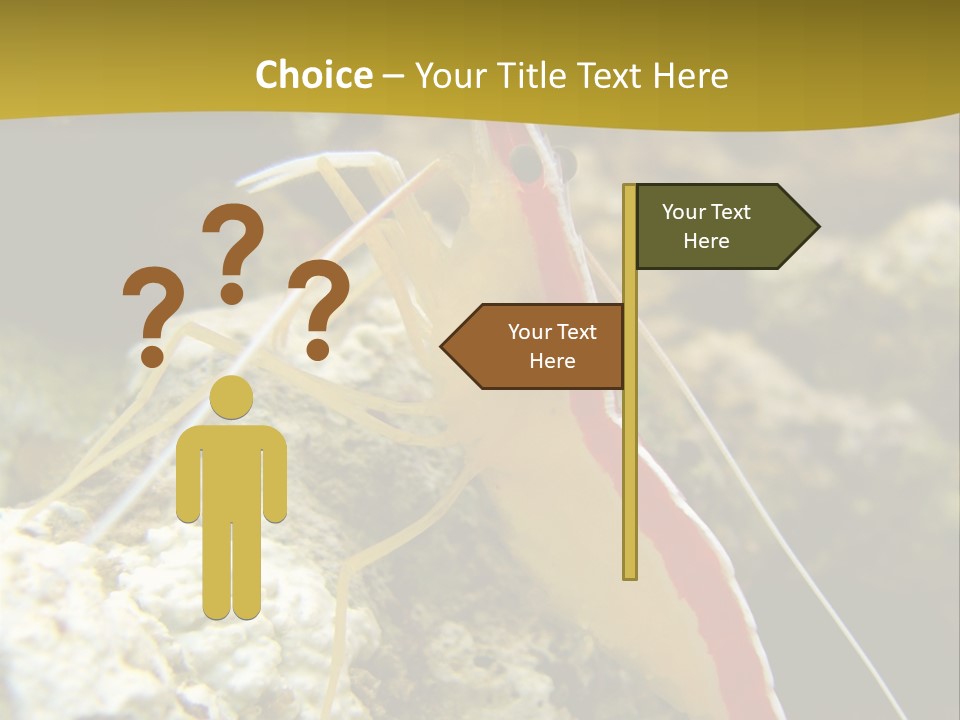 Shrimp Saltwater Feeler PowerPoint Template