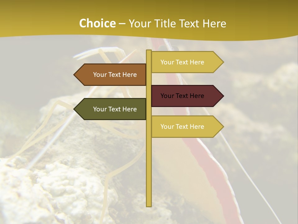 Shrimp Saltwater Feeler PowerPoint Template