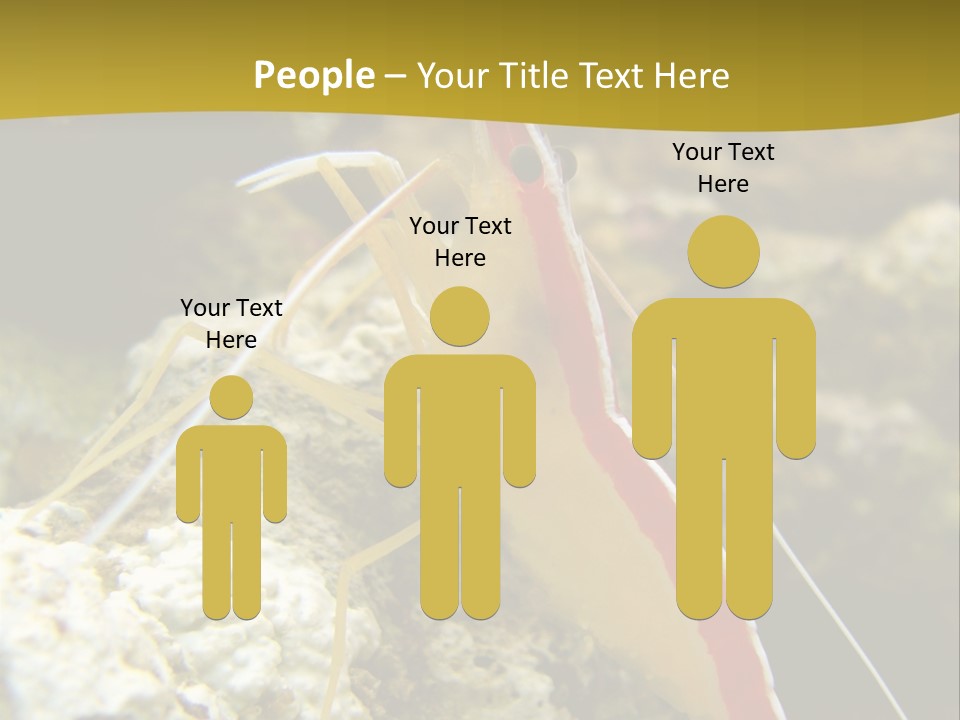 Shrimp Saltwater Feeler PowerPoint Template