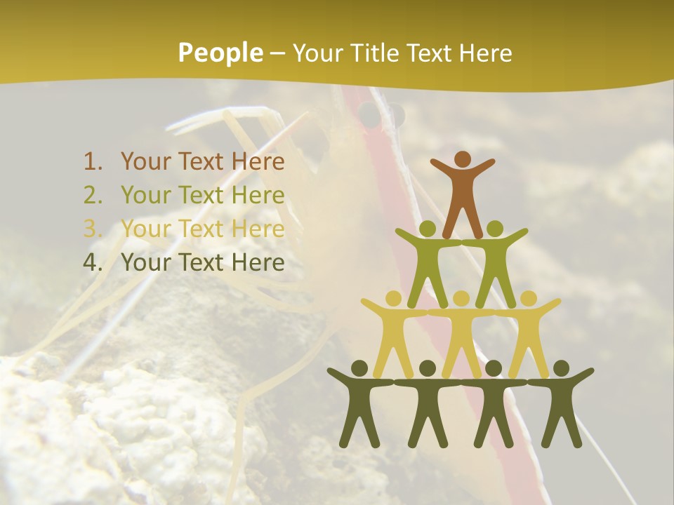 Shrimp Saltwater Feeler PowerPoint Template