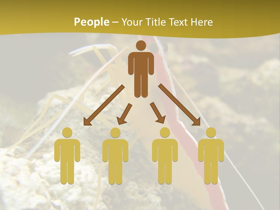 Shrimp Saltwater Feeler PowerPoint Template