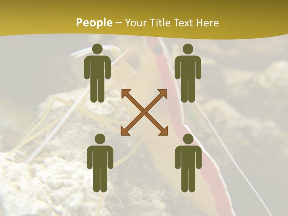 Shrimp Saltwater Feeler PowerPoint Template
