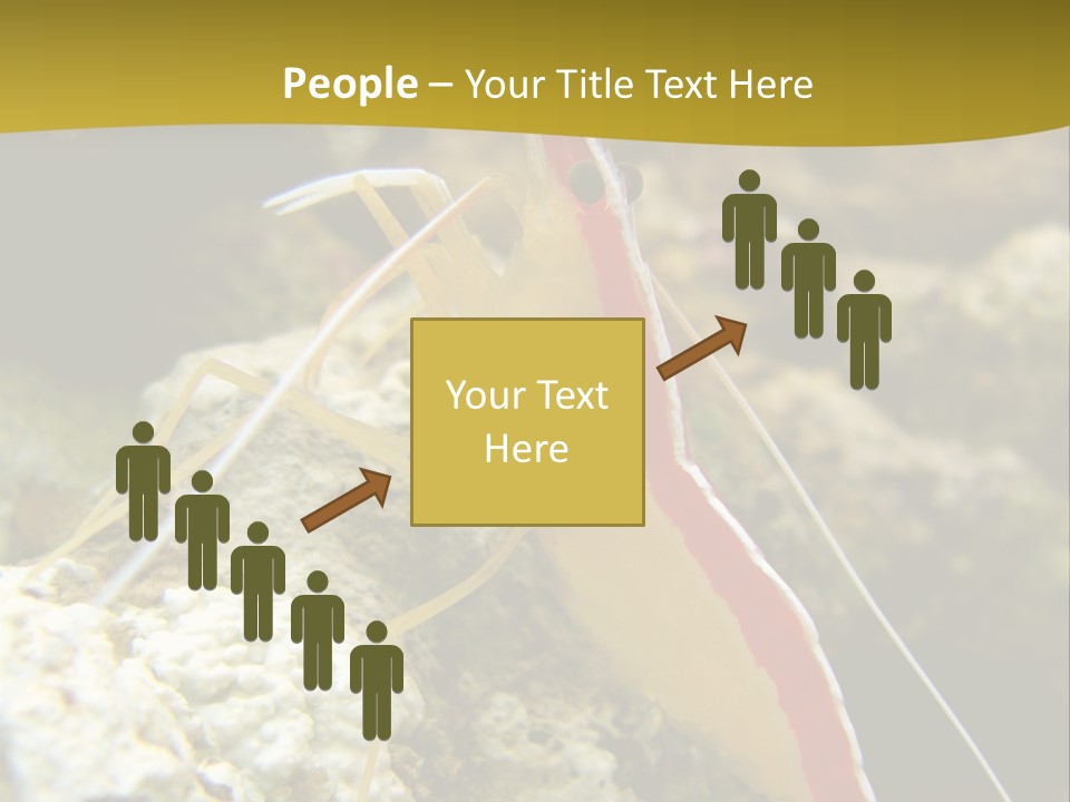 Shrimp Saltwater Feeler PowerPoint Template