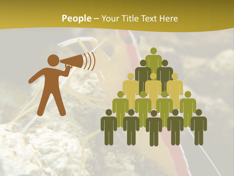 Shrimp Saltwater Feeler PowerPoint Template