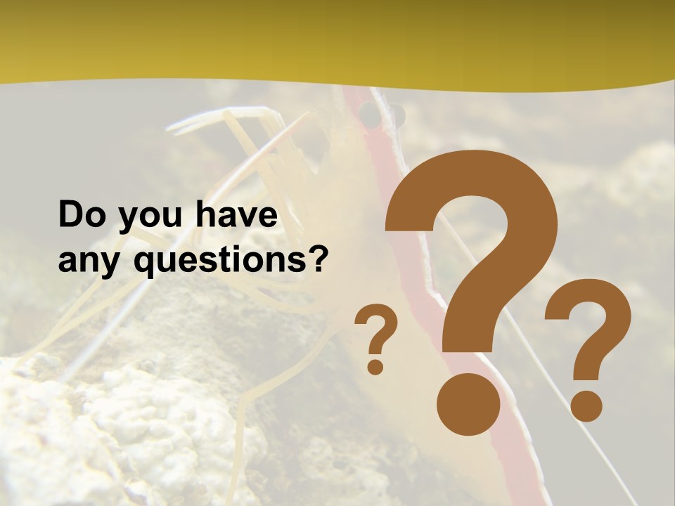 Shrimp Saltwater Feeler PowerPoint Template